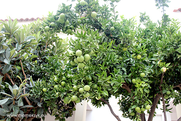 Ogródki przez domammi - pomarańcze