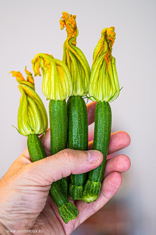 quesadilla z kwiatami cukinii 1