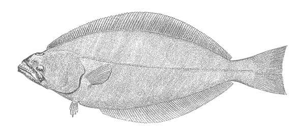 halibut2