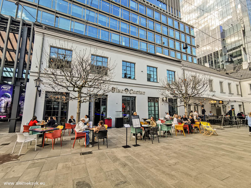 blue cactus warszawa 12