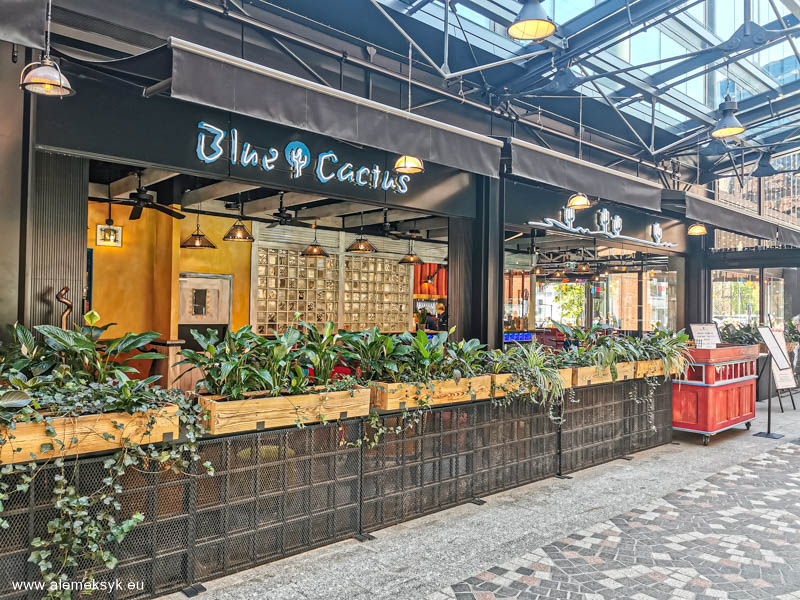 blue cactus warszawa 13
