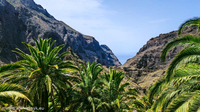 teneryfa co kupic co przywiezc 17