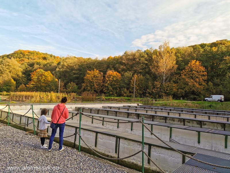 pstragarnia rozin dubie 10