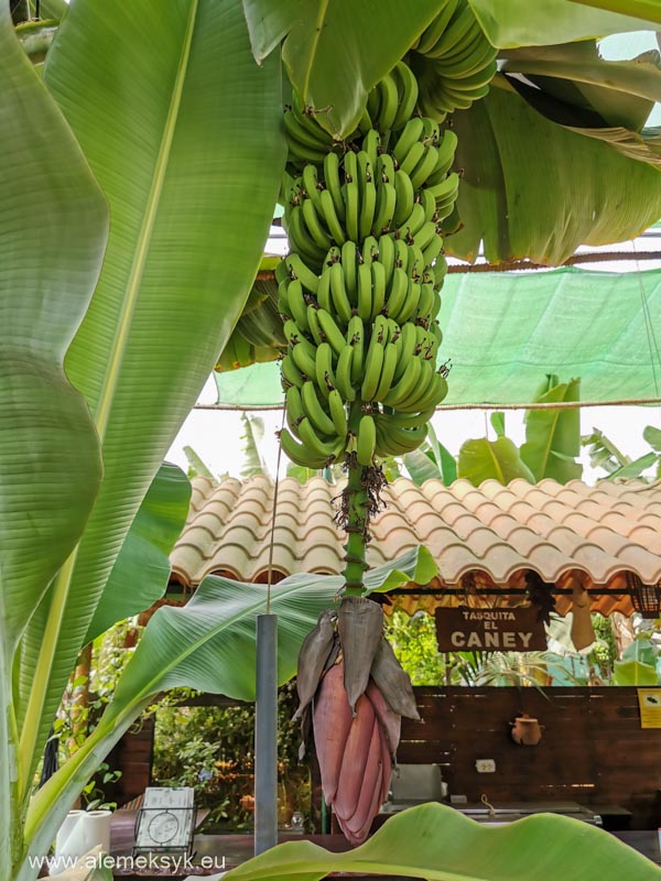 restauracja guachinche el cordero teneryfa 21