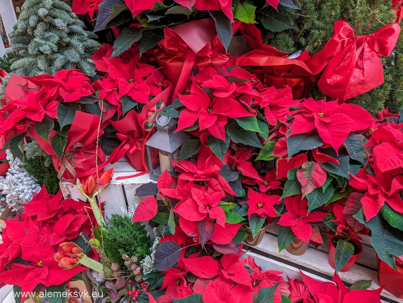 gwiazda betlejemska 1