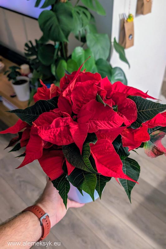 gwiazda betlejemska 2