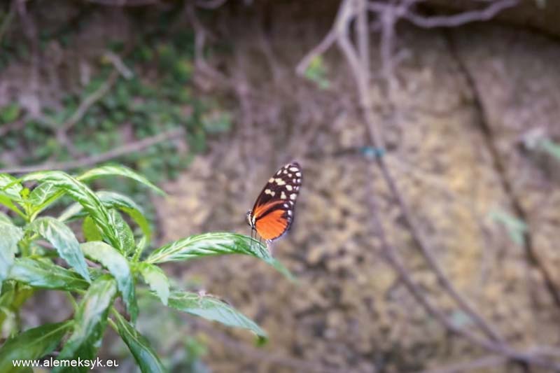 andaluzja gdzie zjesc 2 31