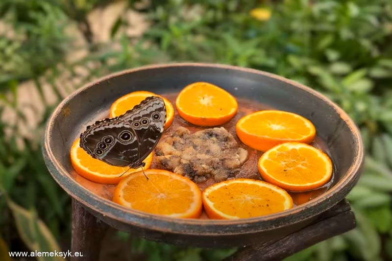 andaluzja gdzie zjesc 2 32